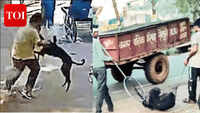 Horror on streets: Stray dog bites 65 people in a few hours in Madhya Pradesh's Shivpuri