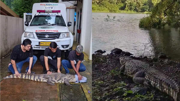 Watch: 9-foot-long crocodile crawls into Mulund society premises, rescued