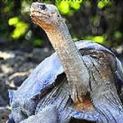 Last of his kind, Lonesome George dies