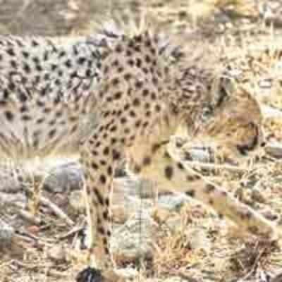 Iran, US unite to save cheetahs