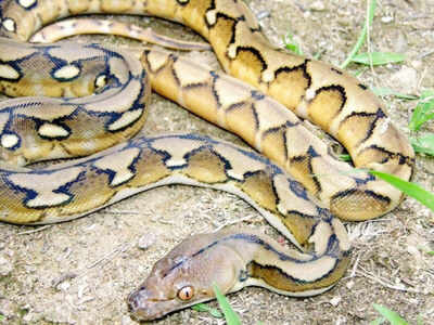 Group of pythons kill another python by strangulation in Mysuru Zoo