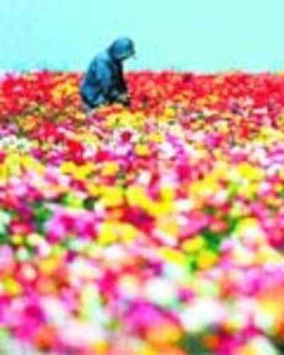 Volcanic ash spares state flower exports