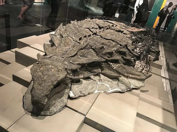 In 2011, a mine worker in Alberta noticed odd lumps in the rock and accidentally unearthed a perfectly preserved 110-million-year-old armoured dinosaur