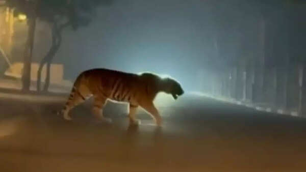 Prowling menace: Tiger sighted near Rajahmundry after crossing Godavari; authorities deploy drones and rapid response teams