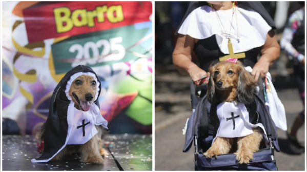 Rio’s ‘Blocão’ dog carnival: Pets parade in costumes at Brazil’s ...