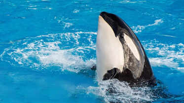 Killer Whales: Jessica Radcliffe orca attack sparks buzz — 5 things you  didn't know about killer whales