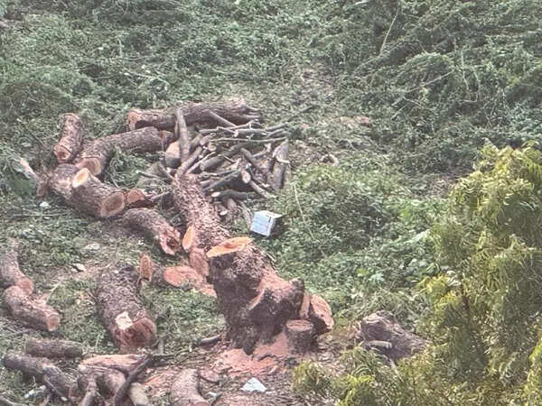 Investigate axing and transplant of 100 trees in Powai in Mumbai, Centre tells Maharashtra forest department