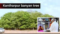 Gandhinagar: Kantharpur banyan tree, a religious tourism site worth Rs 14.96 crore 