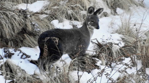 5 'endangered' Himalayan musk deer die in a month