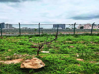 Saplings at Basavanapura Lake battle with cattle