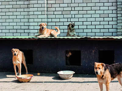 Woman faces violence for feeding strays