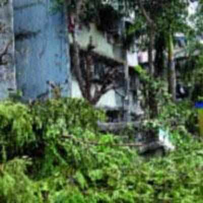 Greens protest ruthless 'pruning' of trees by NMMC during rains