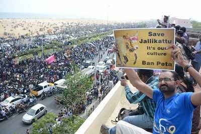 Jallikattu:
Supreme Court should appoint a committee that understands Tamil culture, says
cattle researcher
