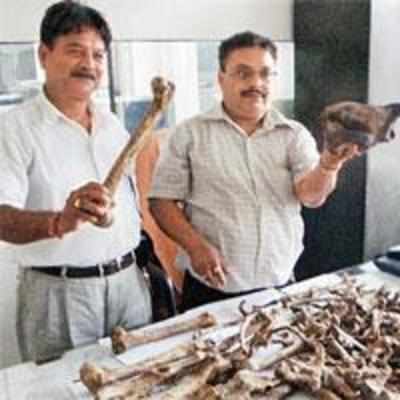 Tiger skull, pangolin scales worth Rs 2 cr seized at Assam airport