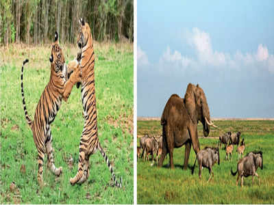 Grand celebration of global wildlife and 50 years of Project Tiger