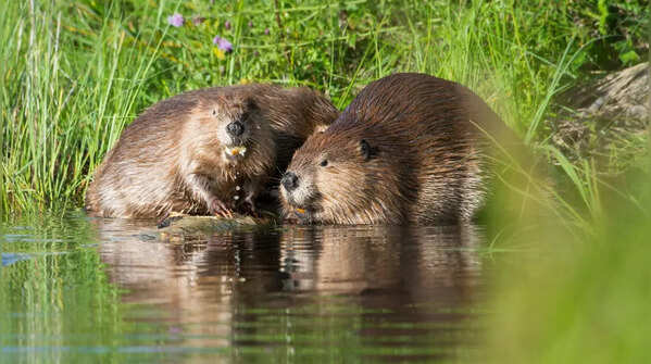 Beavers