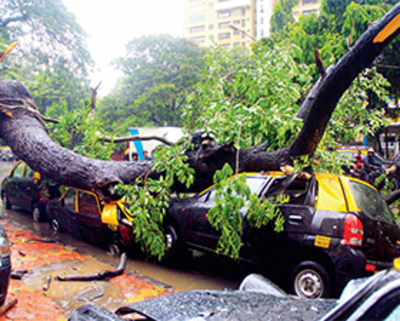 Road contractors have killed city trees: BMC