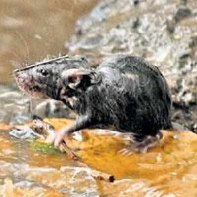 South Mumbai has highest rat population