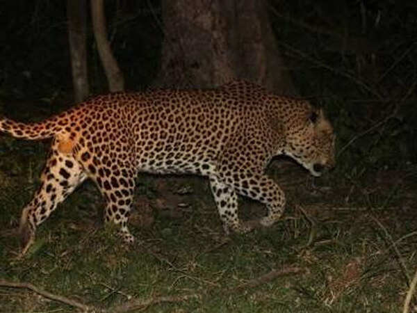 Male leopards seek safer haven in Thar