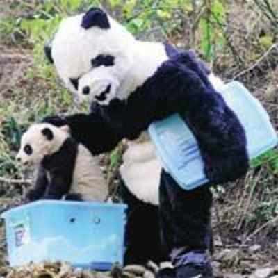 Fancy dress bid to save the panda
