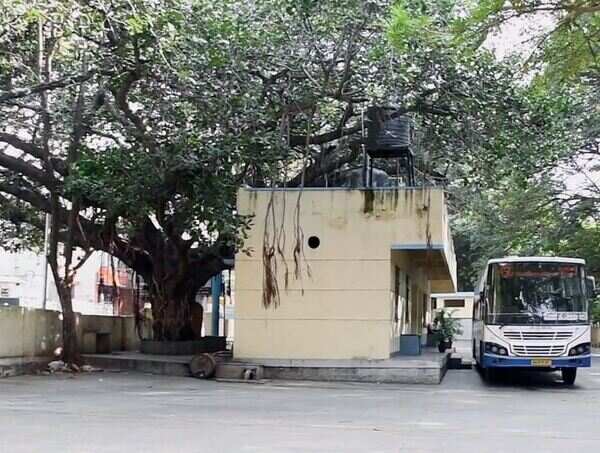 Bengaluru: 1943 inscription keeps vandals away from this fig tree