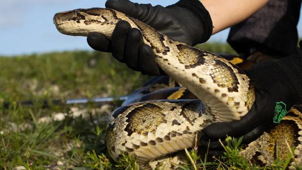 Florida Python Challenge: Hunt giant Burmese pythons and win up to $10,000