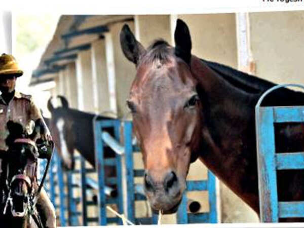 Gujarat Police to increase horse power