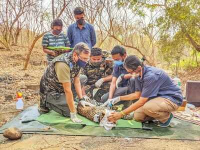 Watch: Female leopard radio-collared at Sanjay Gandhi National Park