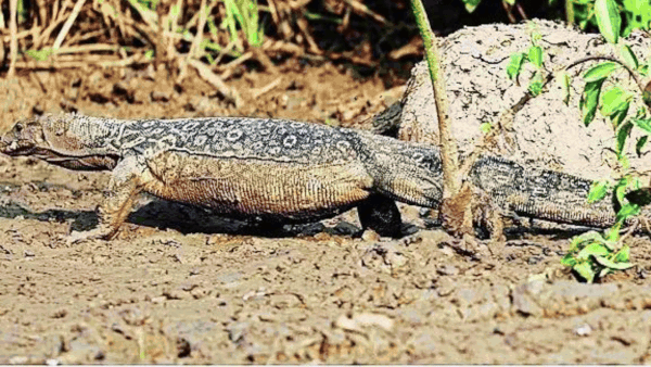 Monitor lizards poached for making of ‘khanjanis’