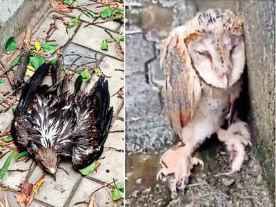 Birds in peril: Nearly 2K bird injuries in 2 months