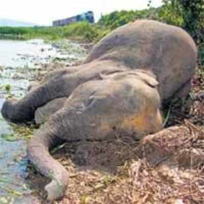 Moving train kills elephant, mahout