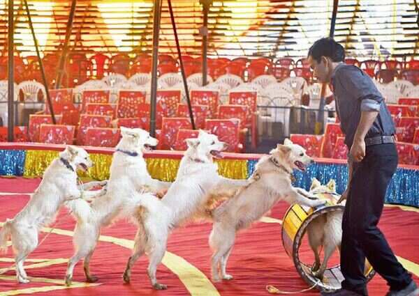 Patrons dwindling, circus may not exist for the next generation'
