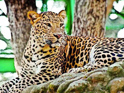 Leopard safari to begin this month