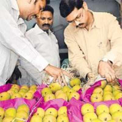 Rains '˜spells' trouble for King of fruits