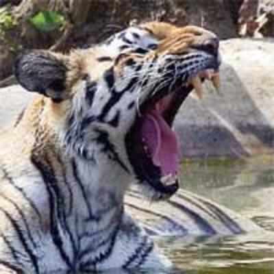 No more chicken, sick tigers go on soup diet