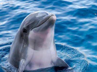 Uttar Pradesh: Dolphin beaten to death mistaking it for 'deadly fish'