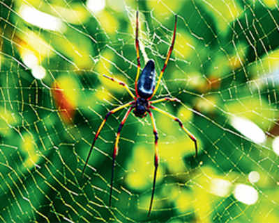 Ultra-tough fiber that imitates the structure of spider silk