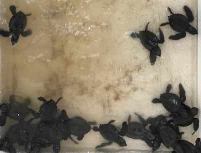 Olive Ridley Turtles come to Mumbai's Versova Beach
