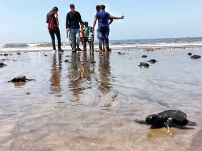 Olive Ridley Turtles’ return gets Versova beach new guardian