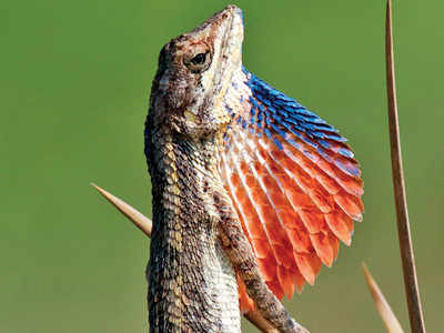 Mumbai researchers discover new lizard species in Kerala