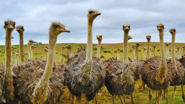 10 largest birds in the world and where they are found