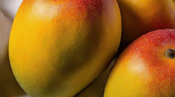 Alphonso Mango