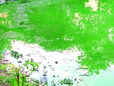 Haralur Lake looks drained, out of life
