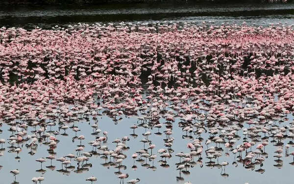 Maharashtra Forest Department moves to expand DPS Flamingo Lake protection to 36 hectares