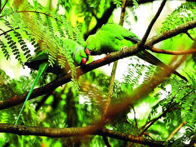 Wings clipped: Parakeets become prime targets of illegal pet trade