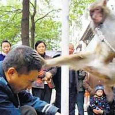 Kung fu monkeys turn tables on their trainer