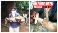 Barking deer swept away by river, rescued in Maharashtra 