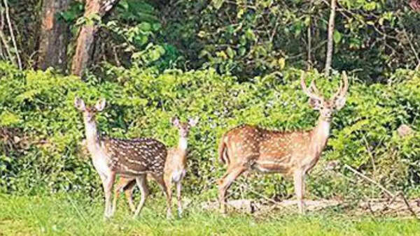 Valmiki Tiger Reserv reopens for visitors after 5 months