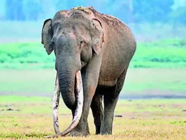 Man-animal conflict: Kerala to prepare mitigation policy