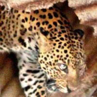 After 20 days, Uran leopard set free in forest